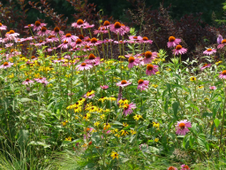 Fall Flowers_2